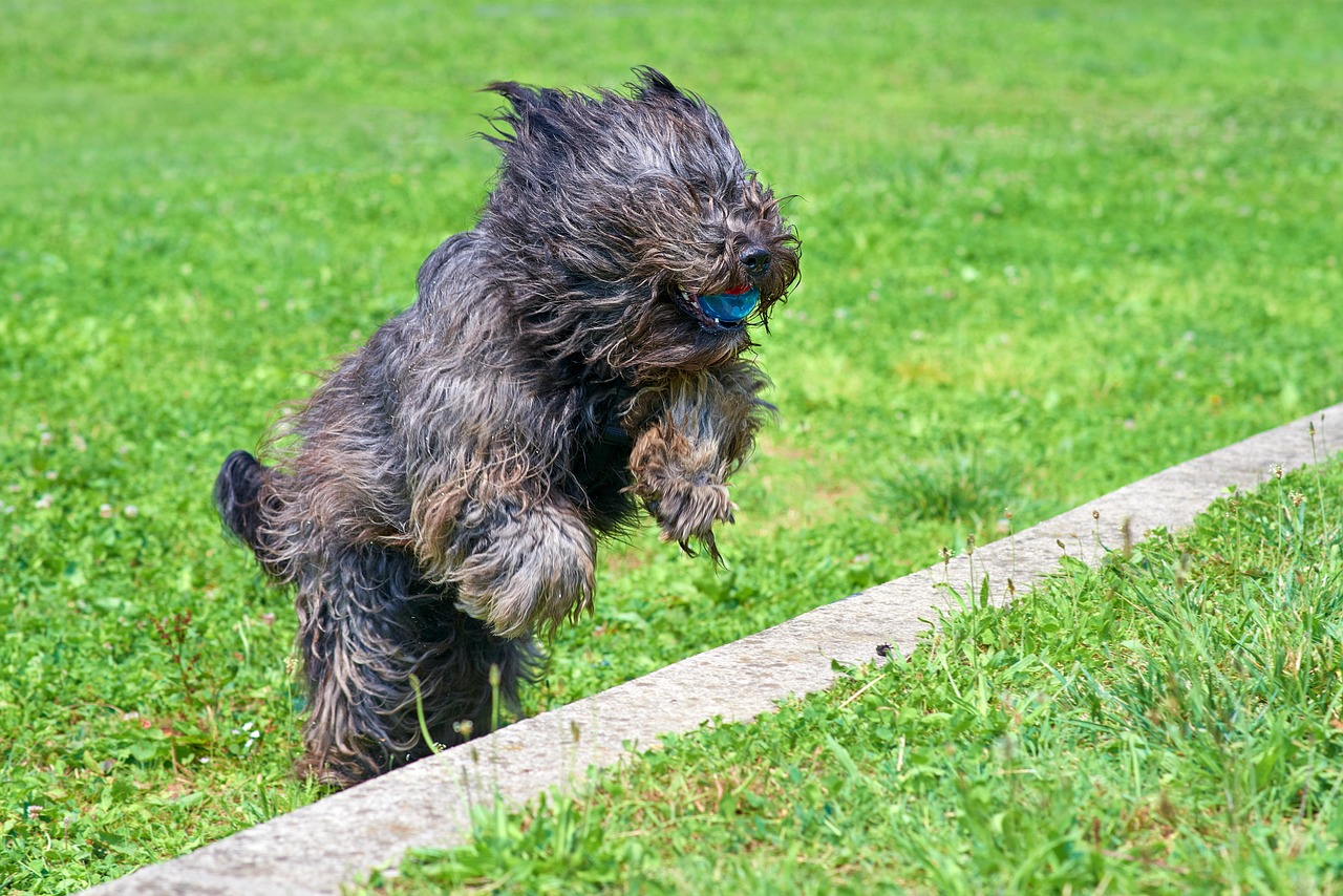 Caprino Bergamasco
